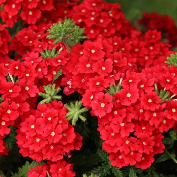Verveine Estrella Vampire Red - Verveine des jardins rouge-orangé intense.