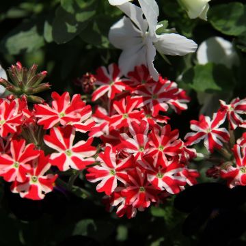 Verbena bonariensis Cloud - Verveine de Buenos Aires