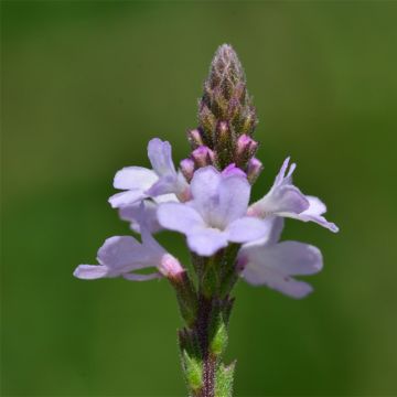 Verveine officinale - Verbena officinalis