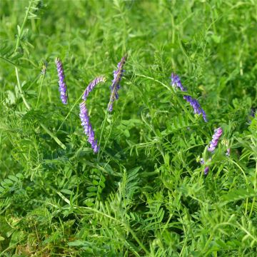 Vesce de Cerdagne ou d'hiver Bio - Engrais vert - Ferme de Sainte Marthe