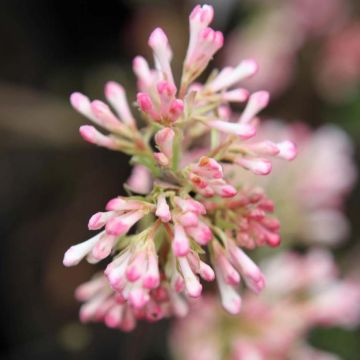 Viorne d'hiver - Viburnum bodnantense Charles Lamont.