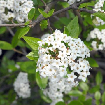 Viburnum burkwoodii - Viorne de Burkwood