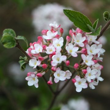 Viorne du Burkwood - Viburnum x burkwoodii Mohawk