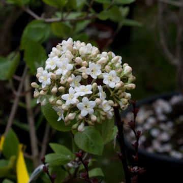 Viorne - Viburnum (x) carlcephalum 