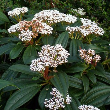 Viburnum davidii - Viorne davidii