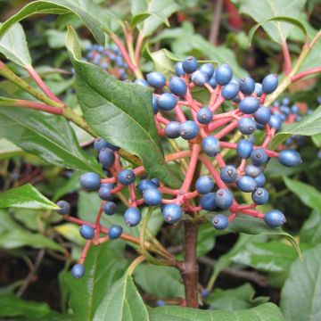 Viorne - Viburnum globosum Jermyns Globe.