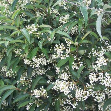 Viorne - Viburnum hillieri Winton