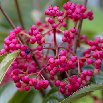 Viorne - Viburnum nudum Brandywine