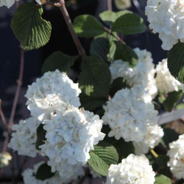 Viorne - Viburnum plic. Grandiflorum Noble ®