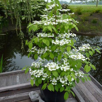 Viorne - Viburnum plicatum Kilimandjaro ®