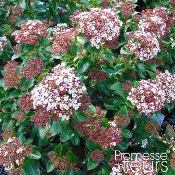 Viorne, Laurier tin - Viburnum tinus Gwenlian