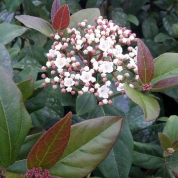 Viburnum tinus Purpureum - Viorne tin, Laurier tin 