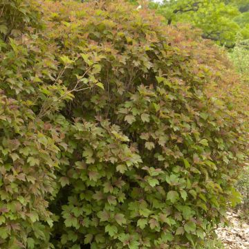 Viorne trilobée - Viburnum trilobum Bailey Compact