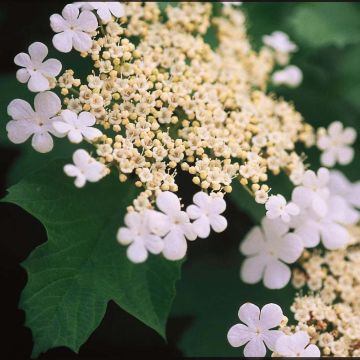 Viorne trilobée - Viburnum trilobum Wentworth