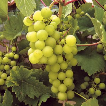 Vigne Ampelia Perdin® - Vitis vinifera