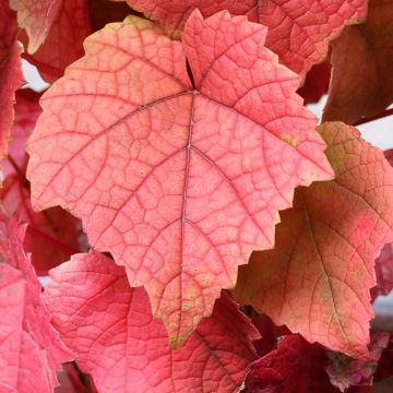 Vigne Amurensis - Vigne du fleuve Amour