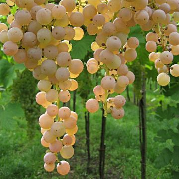 Vigne Bianca - Raisin blanc