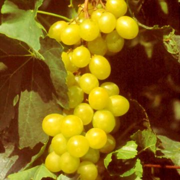 Vigne Muscat d'Alexandrie