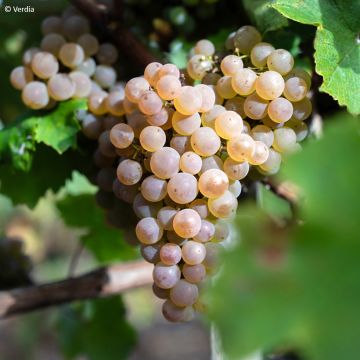 Vigne - Vitis vinifera Ora