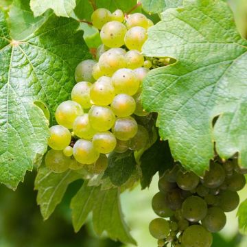 Vigne Riesling - Vitis vinifera