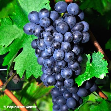 Vigne de table Roi des Précoces