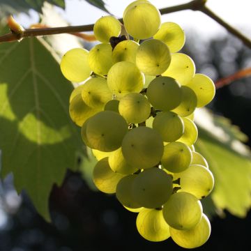 Vigne - Vitis Phoenix