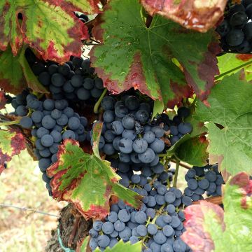 Vigne Alphonse Lavallée - Vitis vinifera 