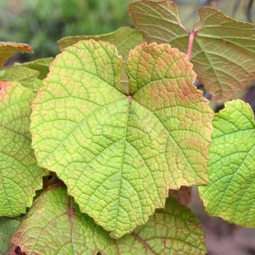 Vigne d'ornement - Vitis odoratissima (vulpina, riparia)