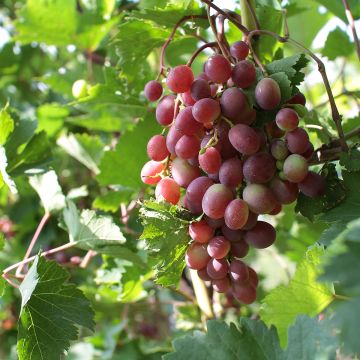 Vigne de table Rhea - Vitis vinifera