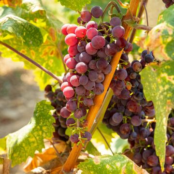 Vigne de table Vanessa - Vitis vinifera