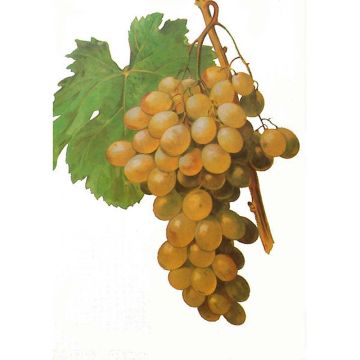 Vigne sans pépin Apirena Ametista