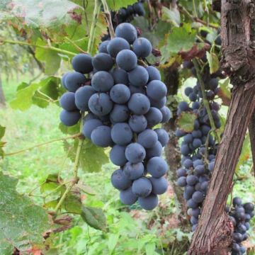 Vigne sans pépin Apirena Nera