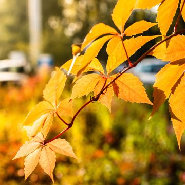 Vigne vierge - Parthenocissus quinquefolia Yellow Wall