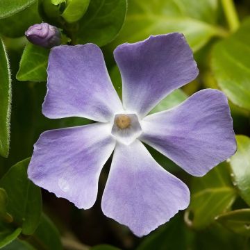 Vinca major - Grande Pervenche