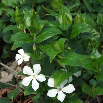 Vinca major Alba - Grande Pervenche blanche