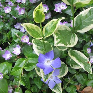 Vinca major Variegata - Grande Pervenche panachée