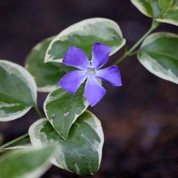 Vinca minor Argenteovariegata - Pervenche à petites fleurs panachée
