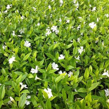 Vinca minor Elisa  - Pervenche à petites fleurs blanches