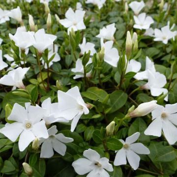 Vinca minor White Power - Pervenche à petite fleurs