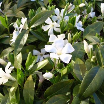 Vinca minor Gertrude Jekyll - Pervenche à petite fleurs 