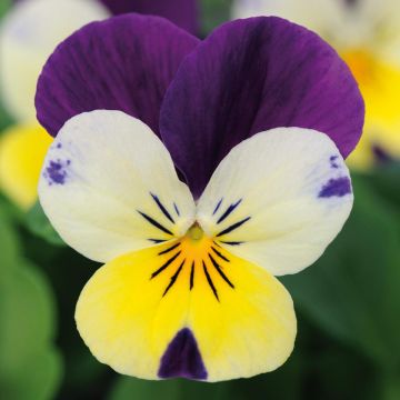 Violette cornue Sorbet Xp Lemon Jump-Up Mini-motte - Viola cornuta 