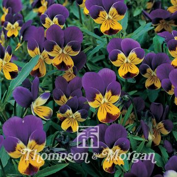 Graines de Viola tricolor - Pensée sauvage