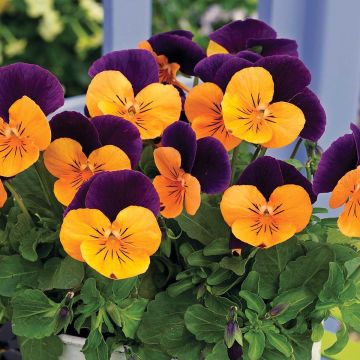 Viola cornuta Butterfly Orange and Purple Mini-motte