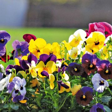 Viola cornuta Butterfly en mélange Mini-motte