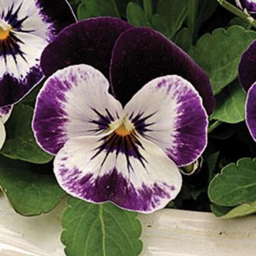 Violette cornue Penny F1 Mickey Mini-motte - Viola cornuta