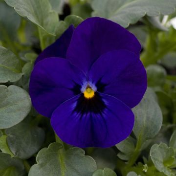 Violette cornue Sorbet Xp F1 Blue Blotch Mini-motte - Viola cornuta 