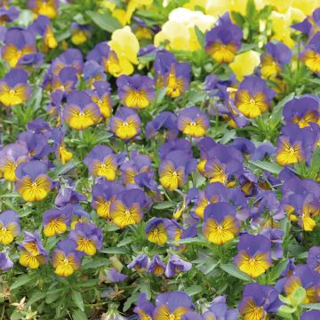 Violette cornue Sorbet Xp Morpho - Viola cornuta