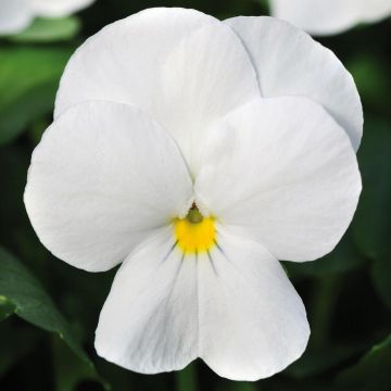 Viola cornuta Sorbet Xp F1 White - Violette cornue