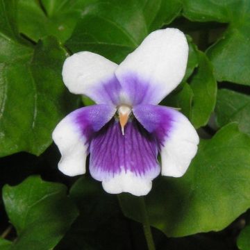 Violette à feuille de lierre - Viola hederacea