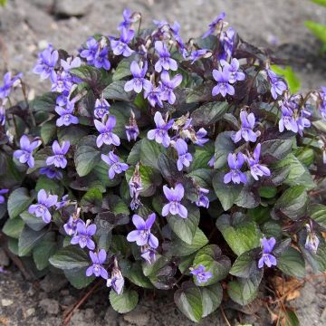 Violette du Labrador - Viola labradorica